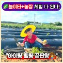햇님농장 | 일산 농장체험으로 추천💚 파릇파릇 팜프닉 원예농장 다녀온 솔직후기