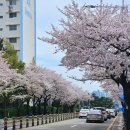 남천동 삼익비치아파트 216동 옆 | [부산 2604] 부산 뚜벅이 여행 2일차 코스(광안리편) - 남천동 삼익비치아파트 벚꽃놀이