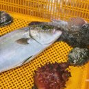 싱싱활어회수산 이미지