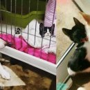 보듬어 줄개 이미지