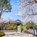 강릉경포대 화사한 벚꽃의 향연 이미지