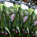 아산 세계 꽃 식물원 이미지
