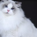 캣돌 캐터리 네이버블로그