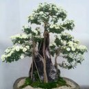 명심보감 이미지