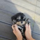 브리더클럽 | 퇴계원 강아지 분양, 반려견 입양 전 꼭 알아야 할 A to Z 가이드