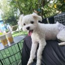 봉봉애견카페호텔 이미지