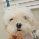 몽베이 | 애견미용 | 대구 달성군 화원읍 강아지스파💚 몽베이에서 힐링하고 보송하게 변신한 말티즈 미용 후기🌸