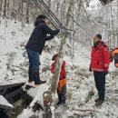 울진소나무 이미지