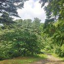 잣나무향기 이미지