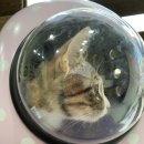 태종동물병원 이미지