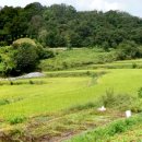 장성군동화면월산보건진료소 | 전남 장성군 동화면 월산리(월산보건진료소 초지마을후편 만화저수지아래 논)농림지역 2,172제곱(657)매매~