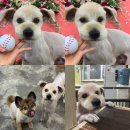 쏭트리밍 이미지