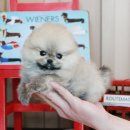 보노도그 이미지