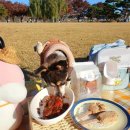 댕댕주방 이미지