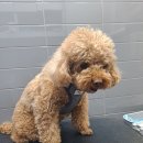 나무쉼터 동물병원 이미지