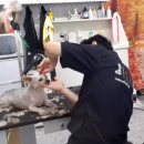 펫 살롱 파밀리에 이미지