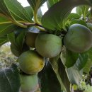 성숙농장 이미지