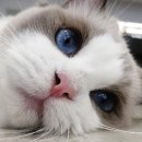 엘름트리 캐터리 이미지