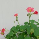 플로라 이미지