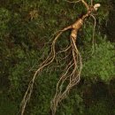 <형태의 속삭임> | 산삼: 산맥 깊숙이 숨겨진 생명의 열매, 불멸의 비밀을 품은 산의 속삭임