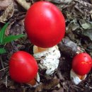 빨강버섯 스머프 이미지