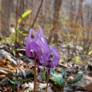 11590-나18-8 | [#18]2026년 봄마중_천성산 성불암골 얼레지 '26.3.26(목)