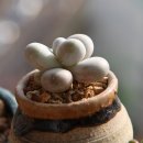 통통이네 이미지