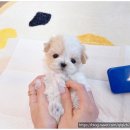 퍼피블랑 이미지