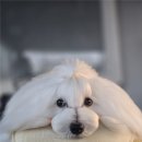 꼬똥몽드 이미지