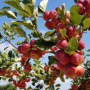 예원농장 이미지