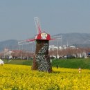 양산 유채꽃축제 이미지