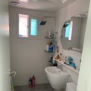 구.복사초 이미지