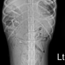 위즈동물메디컬센터 이미지