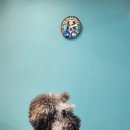 크라운 그루밍 | 서초구 방배동 내방역 사이 제이뽀애견미용실 │ 스탠다드 푸들 대형견 미용 후기