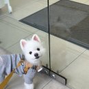 우장동물병원 네이버블로그