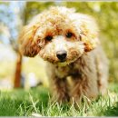 더펫 강아지분양 고양이분양 일산본점 이미지