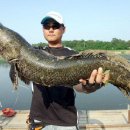 가월가물치 이미지