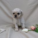 초록애견샵 이미지