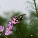 용천약수 이미지