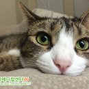 로얄동물메디컬센터w 이미지