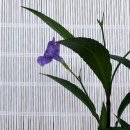 수형유통 | 루엘리아 브리토니아 키우기, 꼿꼿한 수형과 강한 생장력이 매력적이었어요