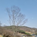 느티나무 이미지