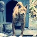 멍이와 양이 이미지