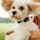 pet for you 이미지