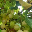 고운리농장 이미지