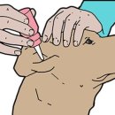 동탄24시동물의료센터 이미지