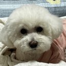 면목독 이미지
