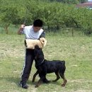 보디가드 이미지