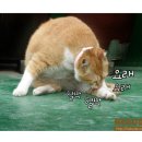 그루밍 - 전주시 덕진구 가재미로 26 | 그루밍