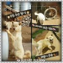 황준목장 네이버블로그